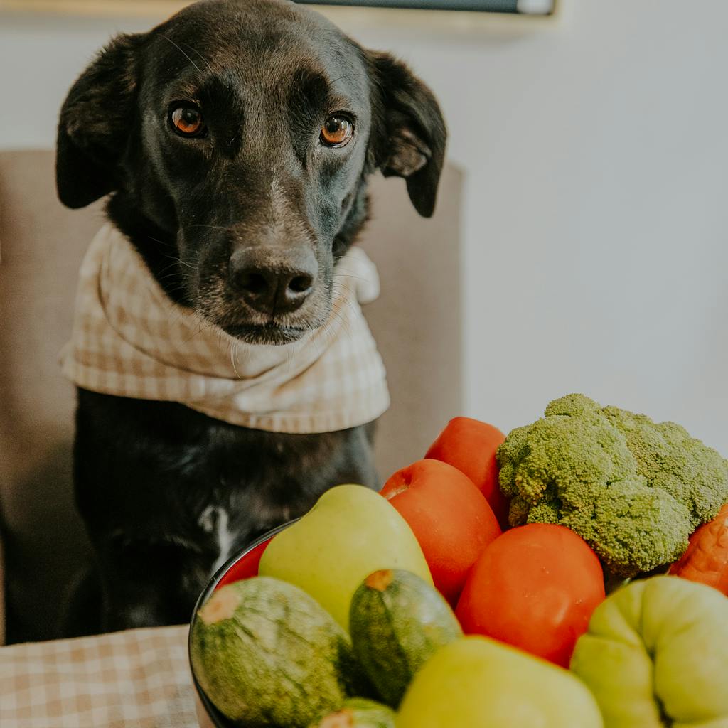 A cute black dog with a scarf sits by a table with fresh vegetables.