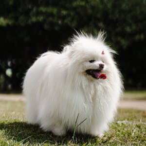 Dog