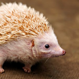 Headehog