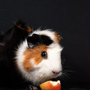 Guinea Pig