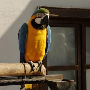 Vibrant macaw parrot perched outside against a city backdrop in Bursa, Türkiye.