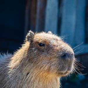 Capybara