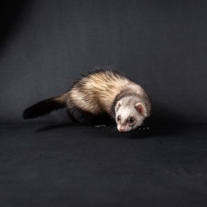 Ferret