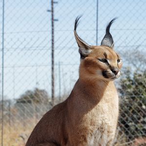 Caracal