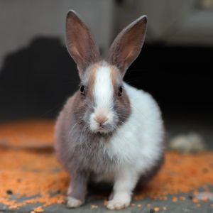 Rabbit