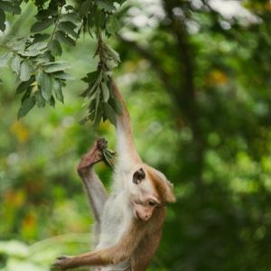 Monkey