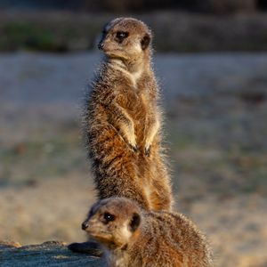Meerkat