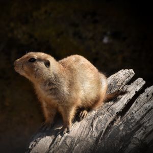 Prairie Dog
