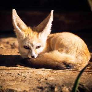 Fennec Fox