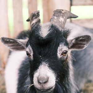 Pygmy Goat