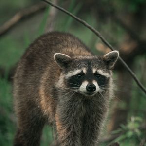 Raccoon