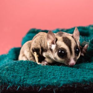 Sugar Glider