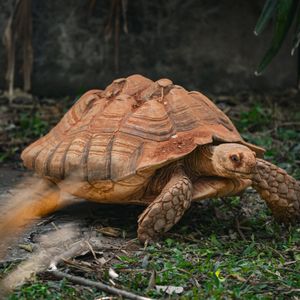 Turtle