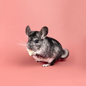 Chinchilla