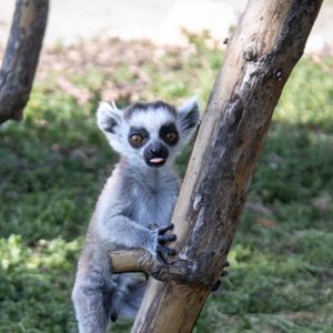 Bushbaby