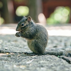 Squirrel