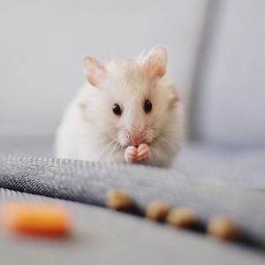 Hamster