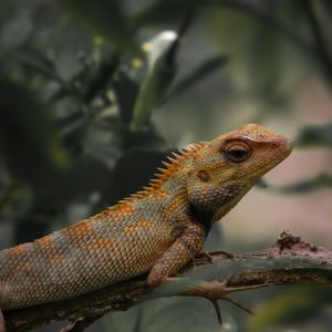 Lizard