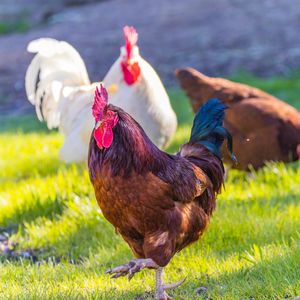 Chicken