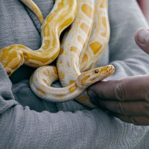 Snake